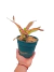 Neoregelia Blushing Tiger en internet
