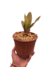 Neoregelia Naranja en internet