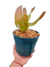 Neoregelia Naranja - tienda online
