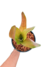 Imagen de Neoregelia Naranja