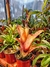 Billbergia sanderiana en internet