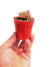 Drosera en roseta mix - tienda online