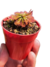 Imagen de Drosera en roseta mix