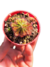 Drosera en roseta mix