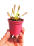 Drosera capensis en internet
