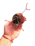 Drosera binata - tienda online