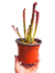 Sarracenia híbrido sin ID - tienda online