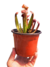 Sarracenia híbrido sin ID - Devoplant