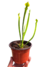 Sarracenia híbrido sin ID en internet