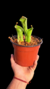 Heliamphora Tatei Var Tatei en internet
