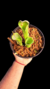 Heliamphora Tatei Var Tatei - Devoplant