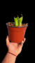 Heliamphora Tatei Var Tatei - tienda online