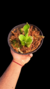 Imagen de Heliamphora Tatei Var Tatei