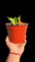 Heliamphora Tatei Var Tatei