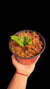 Heliamphora Tatei Var Tatei - comprar online