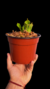 Heliamphora Tatei Var Tatei en internet