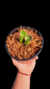 Imagen de Heliamphora Tatei Var Tatei