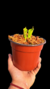 Heliamphora Tatei Var Tatei