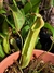 Nepenthes Boschiana x veitchii - comprar online