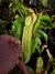Nepenthes Boschiana x veitchii en internet