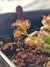 Drosera Stolonifera