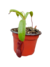Nepenthes Singalana x Ventricosa - Devoplant