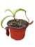 Nepenthes Singalana x Ventricosa - comprar online