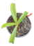Nepenthes Singalana x Ventricosa - tienda online