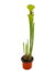 Sarracenia Flava Var Rugelli - comprar online