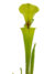 Sarracenia Flava Var Rugelli en internet