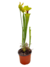 Sarracenia Flava Var Rugelli - Devoplant