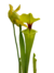 Sarracenia Flava Var Rugelli - tienda online