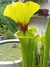 Sarracenia Flava Var Rugelli