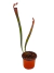 Sarracenia Leucophylla Dark Red en internet