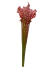 Sarracenia Leucophylla Dark Red - tienda online