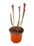 Imagen de Sarracenia Leucophylla Dark Red