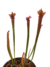 Sarracenia Leucophylla Dark Red