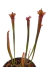 Sarracenia Leucophylla Dark Red