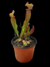 Sarracenia (Juthatip Soper x Rosea) x Leucophylla en internet