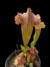 Sarracenia (Juthatip Soper x Rosea) x Leucophylla - Devoplant