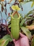 Nepenthes Ventricosa x Spathulata