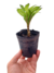 Imagen de Amorphophallus Konjac