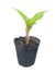 Amorphophallus Konjac - comprar online