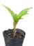 Amorphophallus Konjac en internet