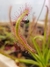 Drosera capensis - comprar online