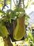 Nepenthes Ventricosa x Kahsiana