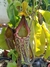 Nepenthes Maxima - comprar online
