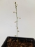 Imagen de Drosera macrantha