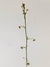 Drosera macrantha