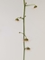 Drosera macrantha - comprar online